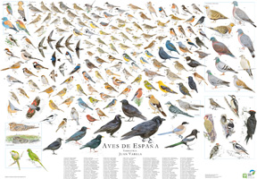 Aves terrestres de España