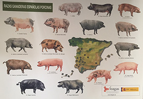 Razas ganaderas españolas porcinas (lámina)