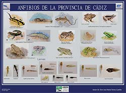 Anfibios de la provincia de Cádiz