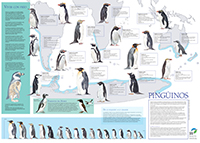 Póster pingüinos del mundo