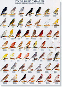 Colores y tipos de canarios I - (Color bred canaries I)