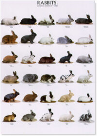 Conejos II - Rabbits II