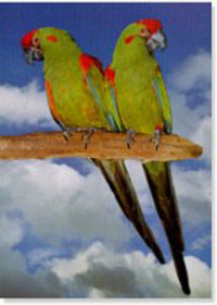 Guacamayo de frente roja - Red fronted macaw