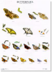 Mariposas I - Butterflies I