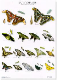 Mariposas III - Butterflies III