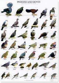 Palomas y tórtolas - Pigeons and doves