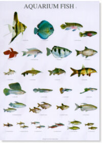 Peces de acuario I - Aquarium fish I