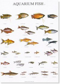 Peces de acuario III - Aquarium fish III