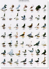 Razas de palomas I - (Pigeons I)