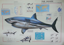 The shark