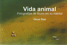 Vida animal. Fotografías de fauna en su hábitat