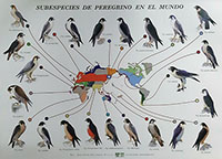 Lámina subespecies de peregrino en el mundo (Halcones)