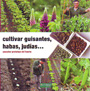Cultivar guisantes, habas, judías... cosechar proteínas del huerto