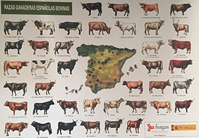 Razas ganaderas españolas bovinas (lámina)