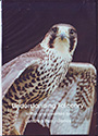 Understanding falconry