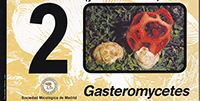 Setas de Madrid 2-Gasteromycetes