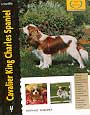Cavalier King Charles Spaniel (Excellence)