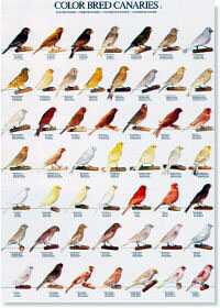 Colores y tipos de canarios II - (Color bred canaries II)
