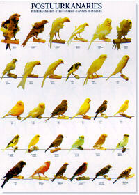 Colores y tipos de canarios de postura - (Type canaries)