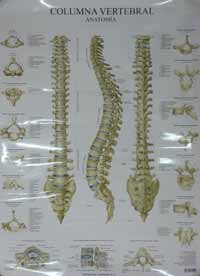 Columna vertebral. Anatomía