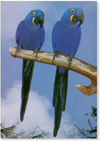 Guacamayo Jacinto - Hyacinth macaw