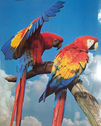 Guacamayo rojo - Scarlet macaw