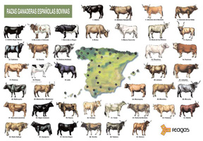 Razas ganaderas españolas bovinas (lámina) 