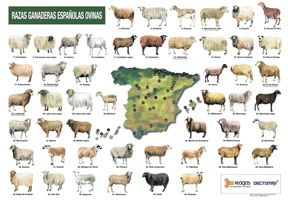 Razas ganaderas españolas ovinas (lámina) 