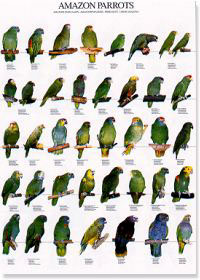 Loros amazónicos - amazon parrots