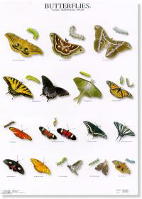 Mariposas IV - Butterflies IV