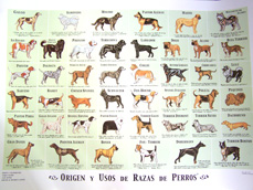 Origen y usos de razas de perros