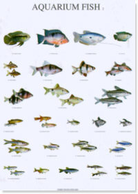 Peces de acuario II - Aquarium fish II