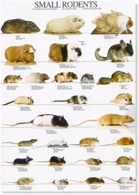 Pequeños roedores I - Small rodents I