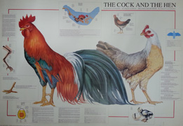 The cock and the hen